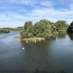 La Sauer am Zufluss in den Rhein. Natur Pur!