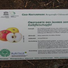01-2022 Obstbaumpflanzung an der Steinbacher Straße 