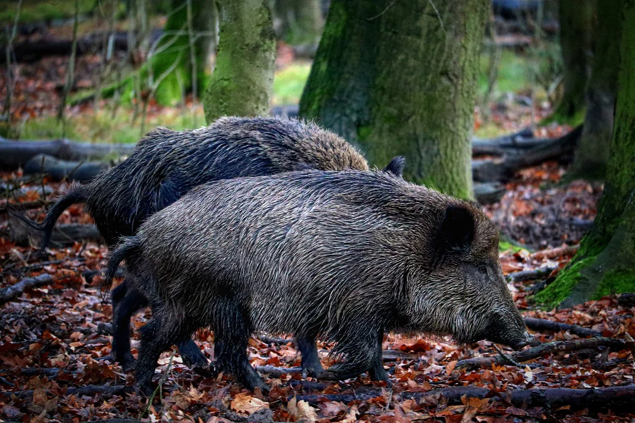 Wildschweine