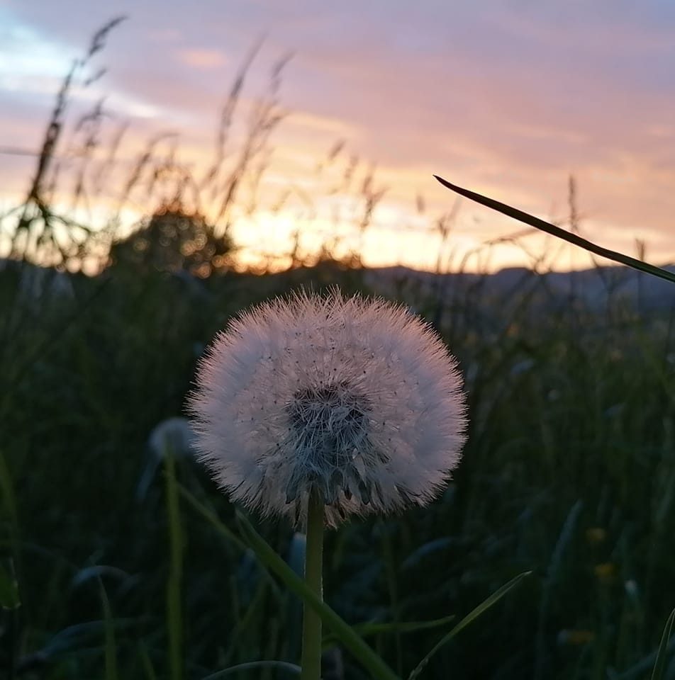 Bild Pusteblume