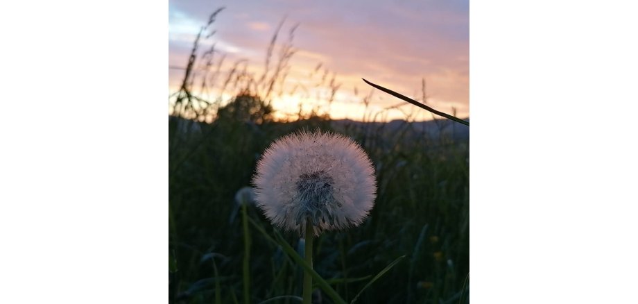 Bild Pusteblume