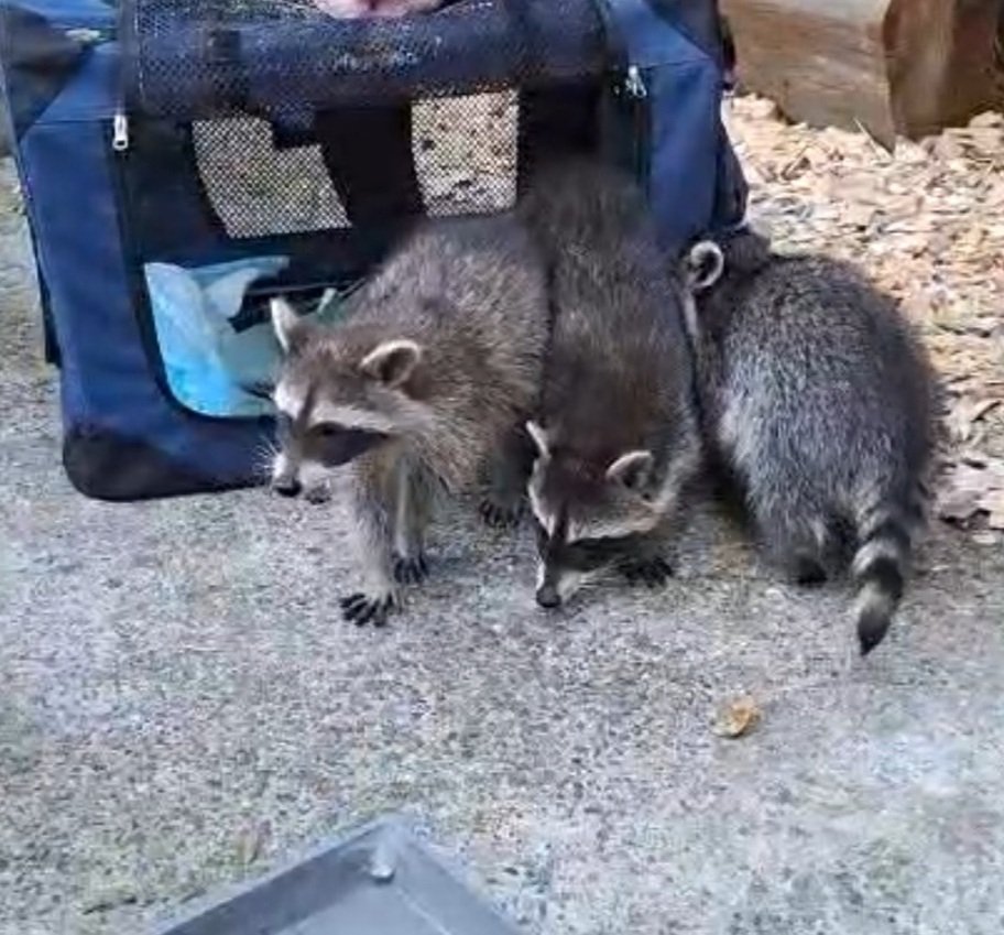 Waschbären im Bergtierpark