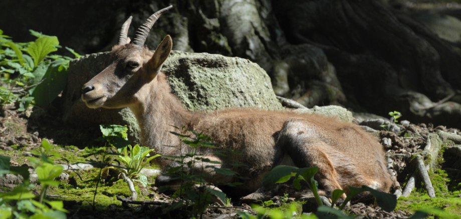 Steinbock-Geiß Erlenbacher Bergtierpark