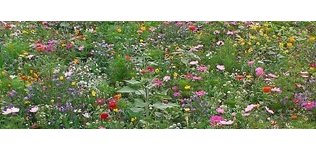 Bild Blumenwiese