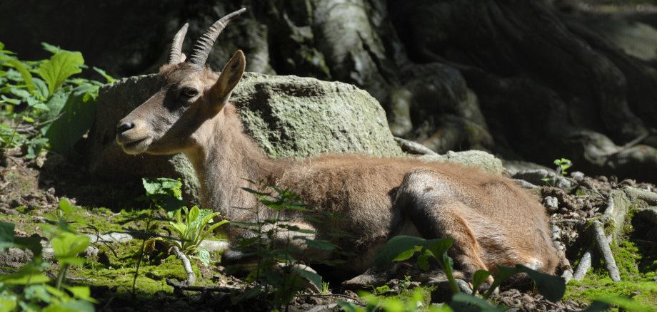 Bild Steinbock