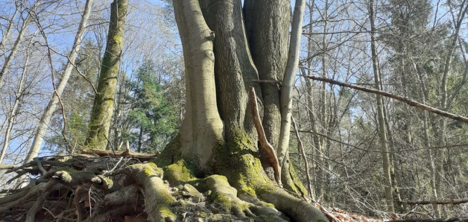 Bild Baum mit Wurzeln