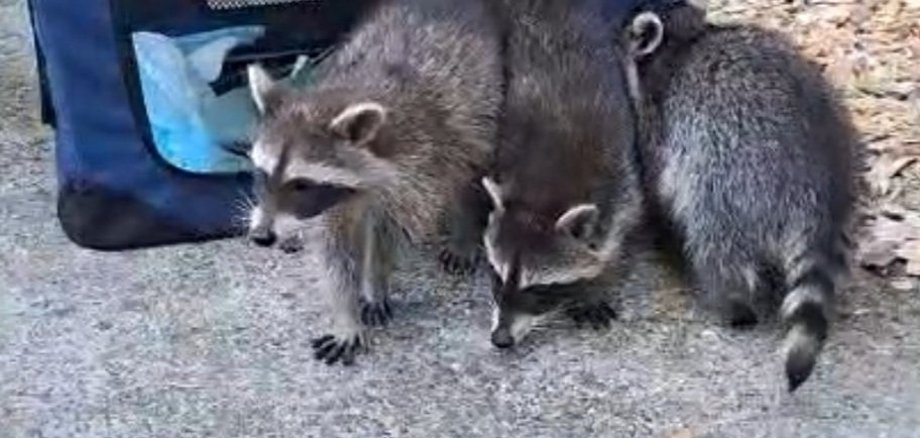 Waschbären im Bergtierpark