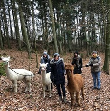Spaziergang mit Alpakas Spaziergang mit Alpakas