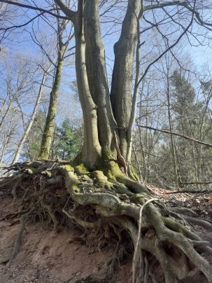 Baum mit Wurzeln 