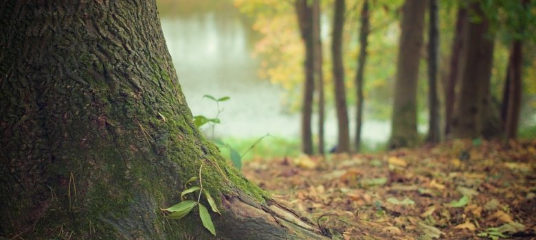 Bild Baum Bild Baum